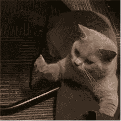 cat4